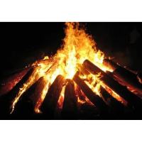 березкаколотая